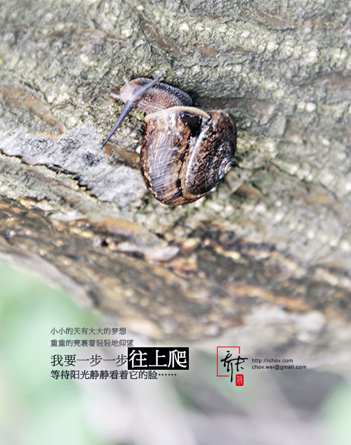 二逼蜗牛