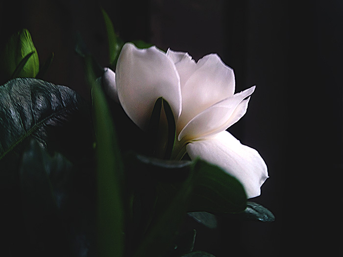 栀子花开